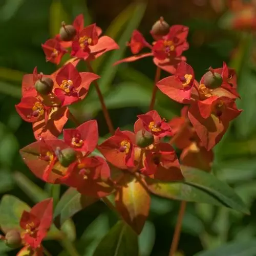 Future Forests Euphorbia Griffithii Fireglow More 3 Future Forests Euphorbia Griffithii Fireglow More