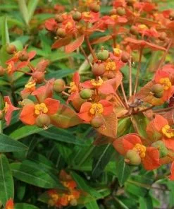 Future Forests Euphorbia Griffithii Fireglow More 11 Future Forests Euphorbia Griffithii Fireglow More