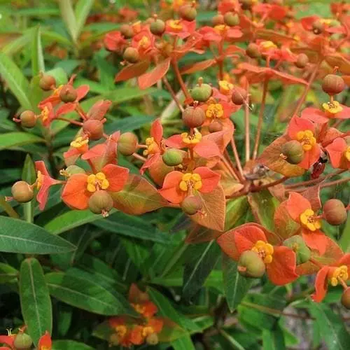 Future Forests Euphorbia Griffithii Fireglow More 7 Future Forests Euphorbia Griffithii Fireglow More