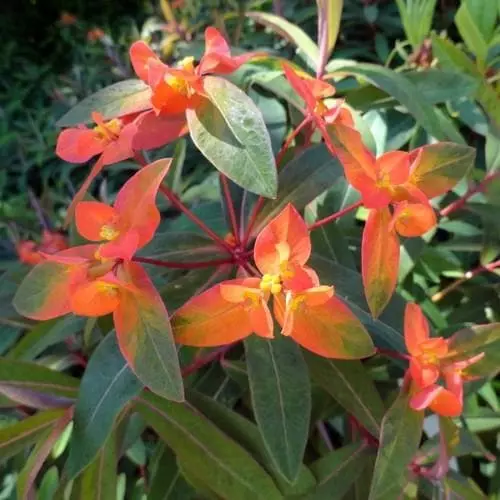 Future Forests Euphorbia Griffithii Fireglow More 5 Future Forests Euphorbia Griffithii Fireglow More