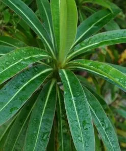 Future Forests Euphorbia Mellifera More 10 Future Forests Euphorbia Mellifera More