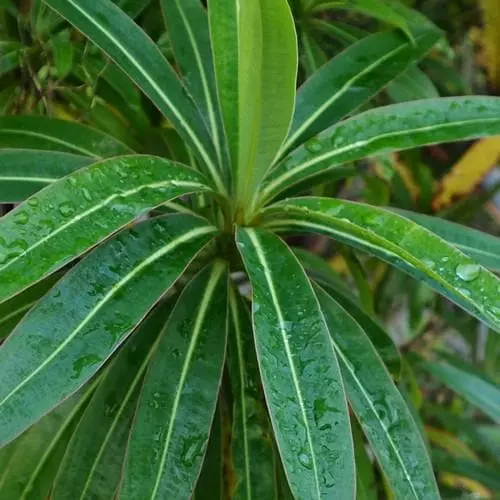 Future Forests Euphorbia Mellifera More 6 Future Forests Euphorbia Mellifera More