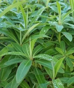 Future Forests Euphorbia Mellifera More 8 Future Forests Euphorbia Mellifera More