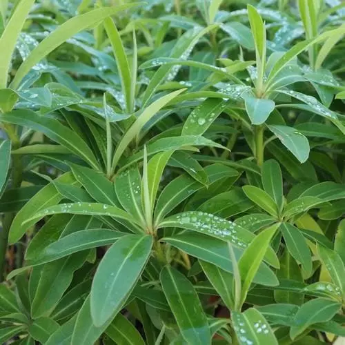 Future Forests Euphorbia Mellifera More 4 Future Forests Euphorbia Mellifera More