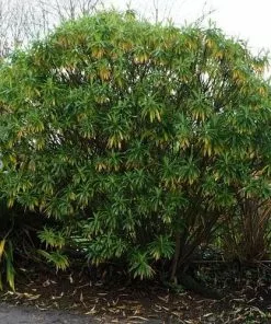 Future Forests Euphorbia Mellifera More 11 Future Forests Euphorbia Mellifera More