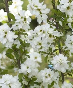 Future Forests Exochorda Racemosa Magical Springtime