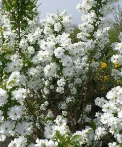 Future Forests Exochorda Racemosa Magical Springtime