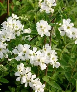 Future Forests Exochorda Macrantha The Bride Shrubs