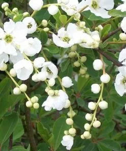 Future Forests Exochorda Macrantha The Bride Shrubs