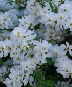 Future Forests Exochorda Macrantha The Bride Shrubs