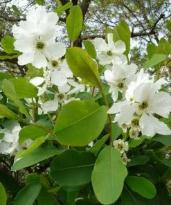 Future Forests Exochorda Macrantha The Bride Shrubs