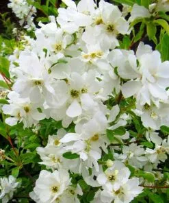 Future Forests Exochorda Macrantha The Bride Shrubs