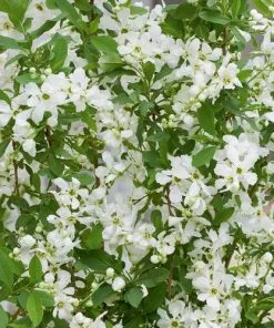 Future Forests Exochorda Racemosa Blushing Pearl