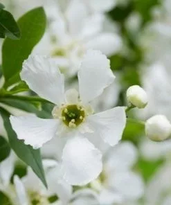 Future Forests Exochorda Racemosa Blushing Pearl