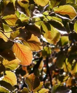 Future Forests Fagus Sylvatica Atropunicea - Copper Beech
