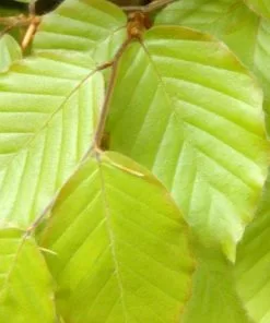 Future Forests Fagus Sylvatica - Green Beech