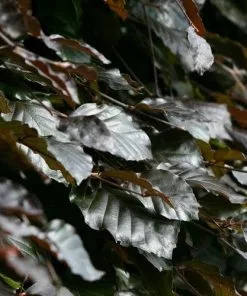 Future Forests Fagus Sylvatica Atropunicea - Copper Beech
