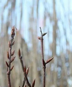 Future Forests Trees Fagus Sylvatica Black Swan