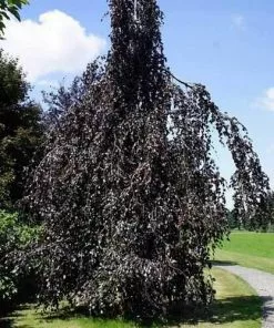 Future Forests Trees Fagus Sylvatica Black Swan