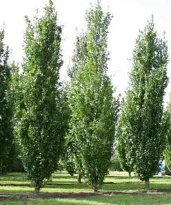 Future Forests Fagus Sylvatica Dawyck