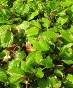 Future Forests Fagus Sylvatica - Green Beech