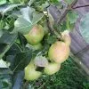 Future Forests Fruit Apple Falstaff