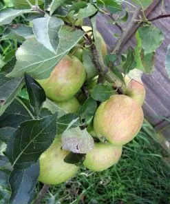 Future Forests Fruit Apple Falstaff