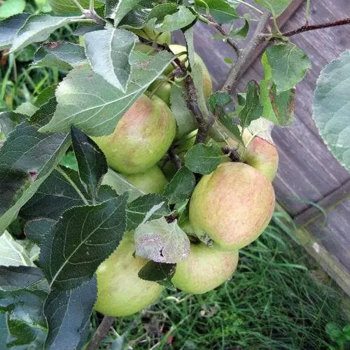 Future Forests Fruit Apple Falstaff 3 Future Forests Fruit Apple Falstaff