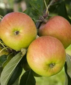 Future Forests Fruit Apple Falstaff 5 Future Forests Fruit Apple Falstaff