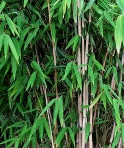 Future Forests Fargesia Nitida Nymphenburg More