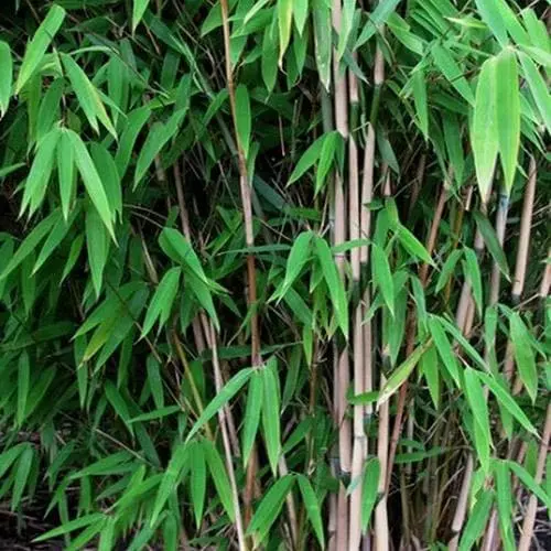 Future Forests Fargesia Nitida Nymphenburg More 3 Future Forests Fargesia Nitida Nymphenburg More