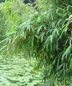 Future Forests Fargesia Nitida Nymphenburg More 6 Future Forests Fargesia Nitida Nymphenburg More