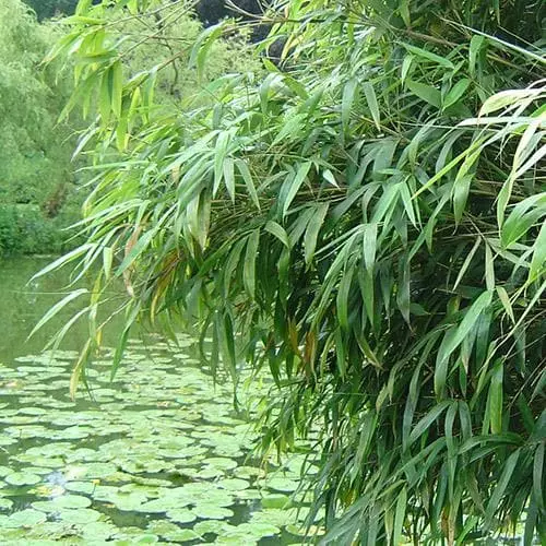Future Forests Fargesia Nitida Nymphenburg More 4 Future Forests Fargesia Nitida Nymphenburg More