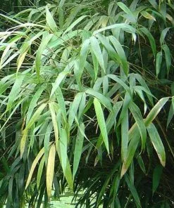 Future Forests Fargesia Nitida Nymphenburg More 7 Future Forests Fargesia Nitida Nymphenburg More