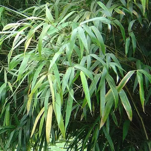 Future Forests Fargesia Nitida Nymphenburg More 5 Future Forests Fargesia Nitida Nymphenburg More