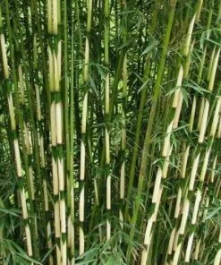 Future Forests Fargesia Robusta Pingwu More