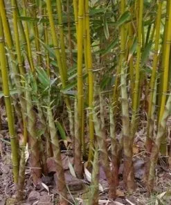 Future Forests More Fargesia Robusta Campbell