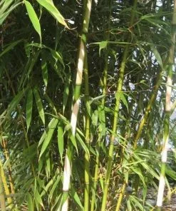 Future Forests More Fargesia Robusta Campbell