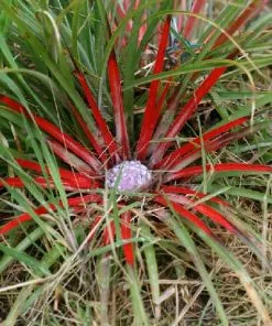 Future Forests Fascicularia Bicolor