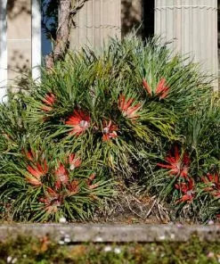 Future Forests Fascicularia Bicolor