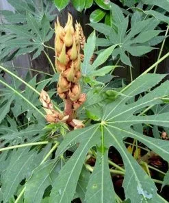 Future Forests Shrubs Fatsia Polycarpa Green Fingers