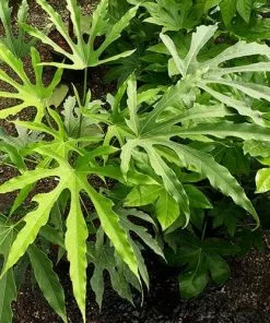 Future Forests Shrubs Fatsia Polycarpa Green Fingers