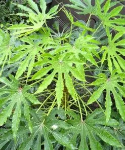 Future Forests Shrubs Fatsia Polycarpa Green Fingers