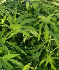 Future Forests Shrubs Fatsia Polycarpa Green Fingers