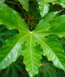 Future Forests Shrubs Fatsia Japonica