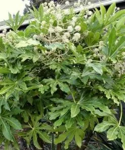 Future Forests Shrubs Fatsia Japonica