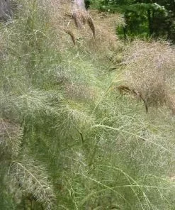 Future Forests Fennel, Bronze