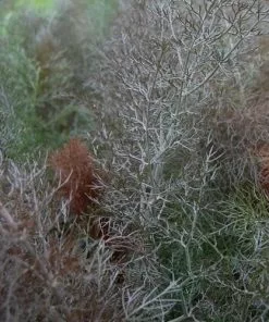 Future Forests Fennel, Bronze