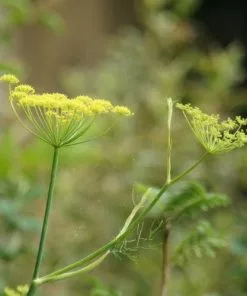Future Forests Fennel, Green Herbs
