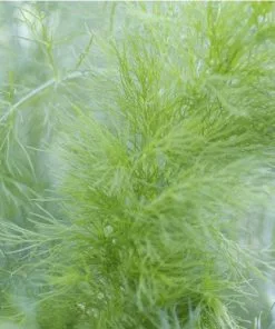 Future Forests Fennel, Green Herbs 5 Future Forests Fennel, Green Herbs